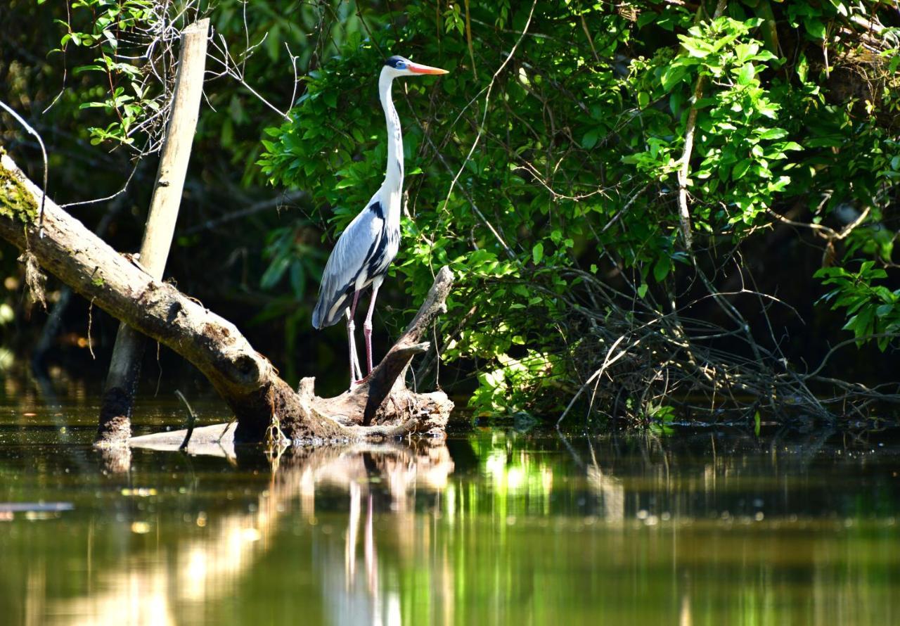Chalé Privativo à beira do rio Jaguareguava na Mata Atlântica em Bertioga SP Vila Exterior foto