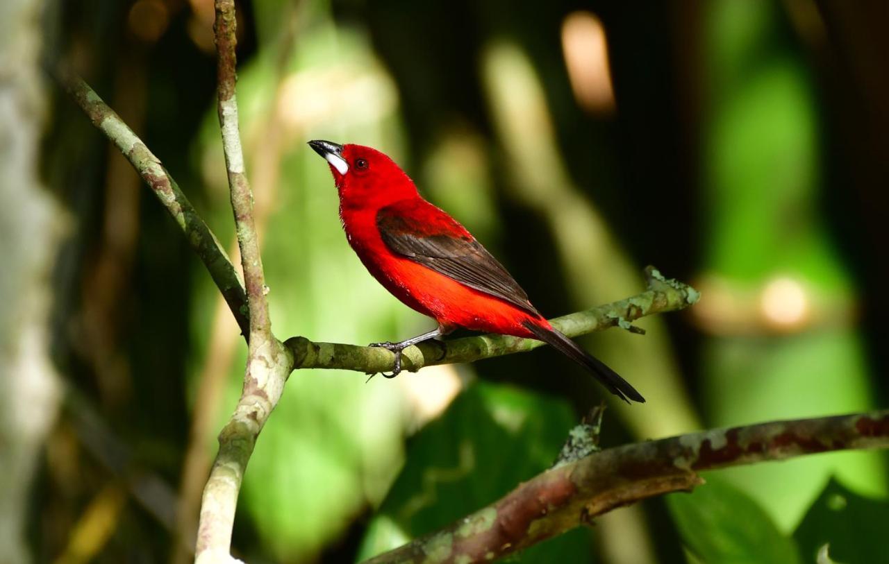 Chalé Privativo à beira do rio Jaguareguava na Mata Atlântica em Bertioga SP Vila Exterior foto